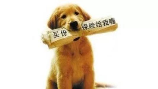 寵物保險怎么挑選？有寵物的你確定不了解一下？
