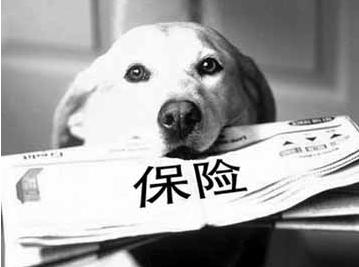 寵物保險怎么挑選？有寵物的你確定不了解一下？